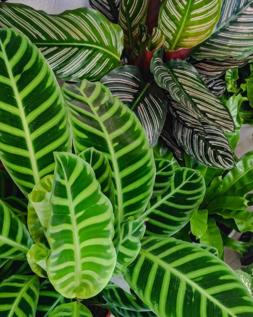 calathea