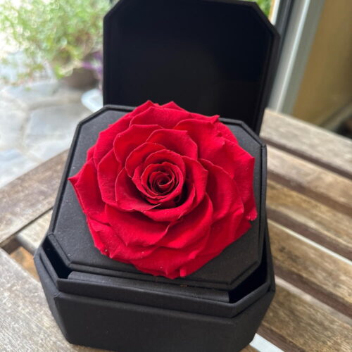 Rosa Roja Preservada en Estuche de Terciopelo Negro