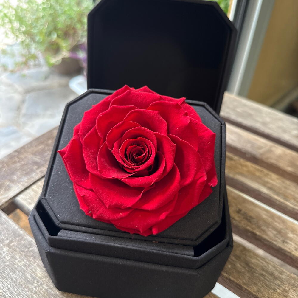Rosa Roja Preservada en Estuche de Terciopelo Negro