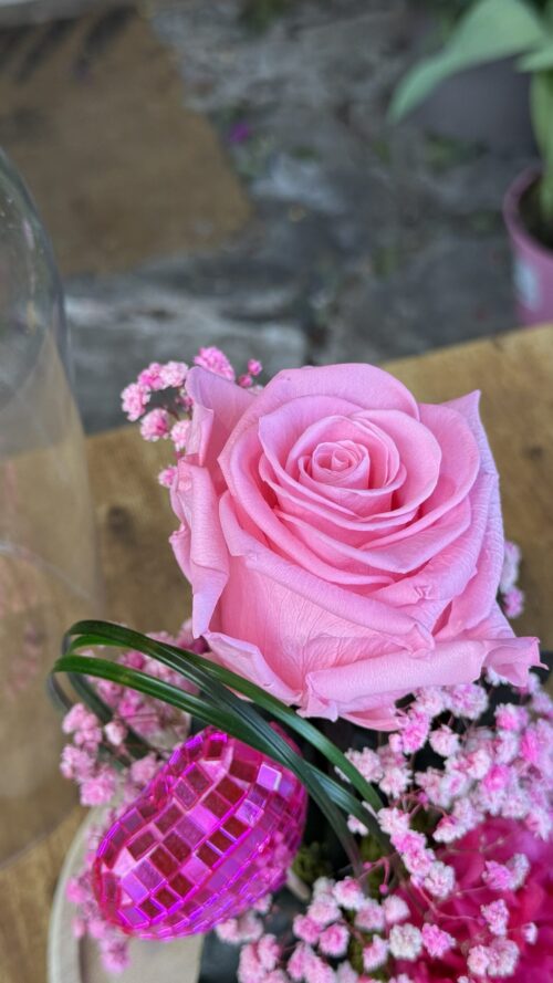 Cúpula de cristal con rosa preservada rosa
