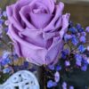 Cúpula de cristal con rosa preservada lila