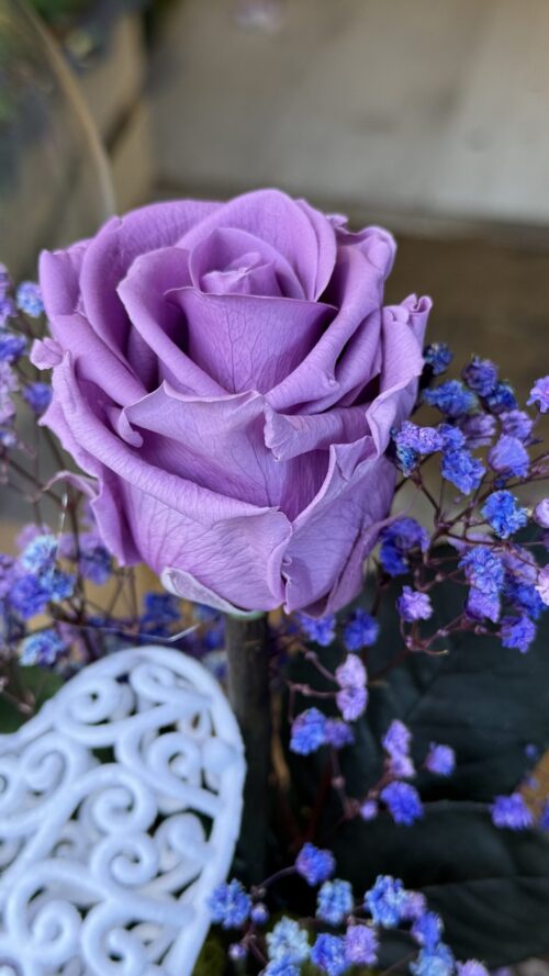 Cúpula de cristal con rosa preservada lila