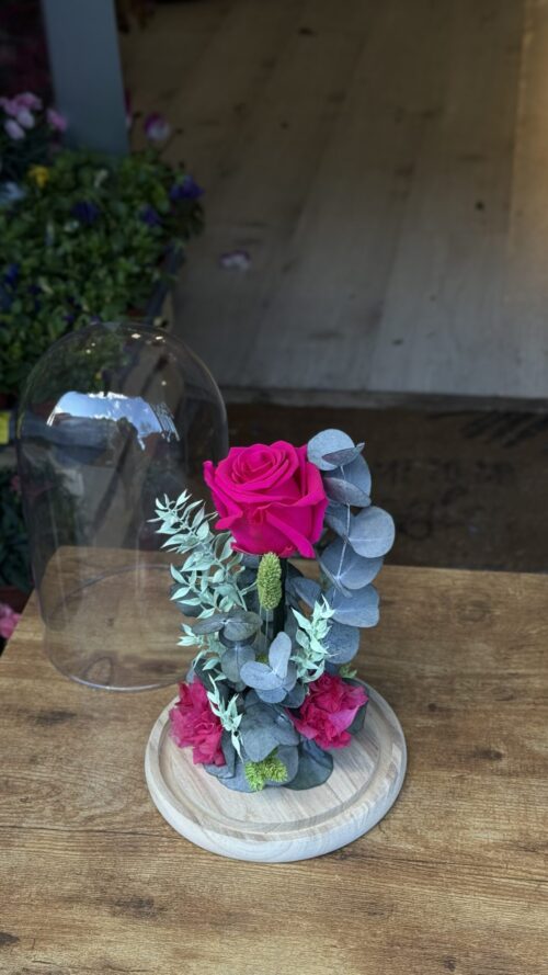Cúpula de cristal con rosa preservada fucsia