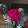 Cúpula de cristal con rosa preservada fucsia