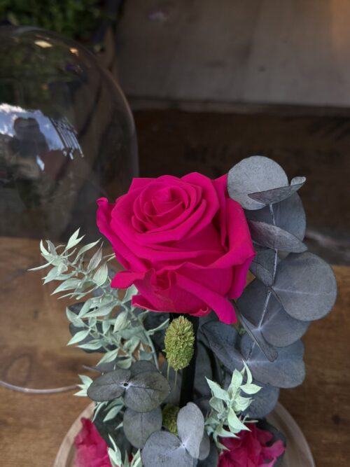 Cúpula de cristal con rosa preservada fucsia