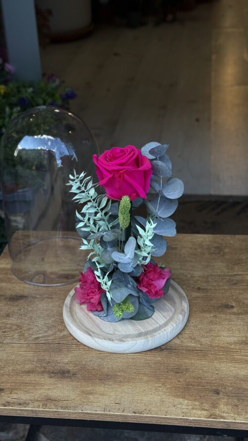 Cúpula de cristal con rosa preservada fucsia