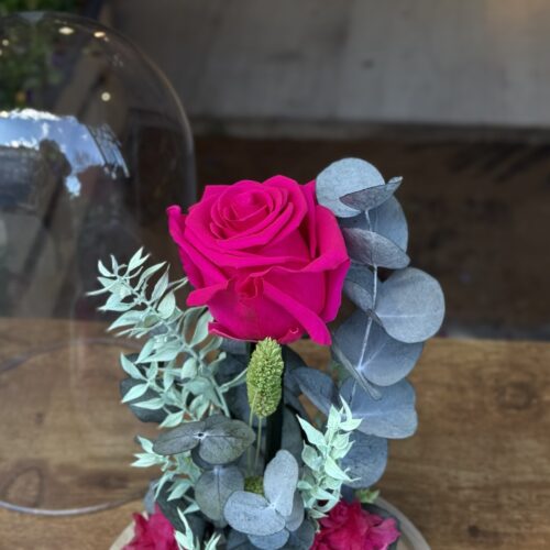 Cúpula de cristal con rosa preservada fucsia