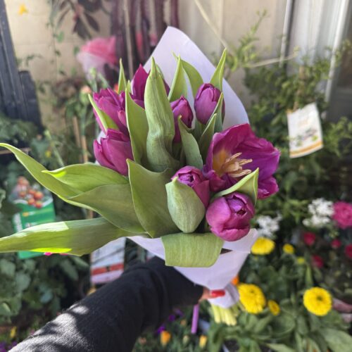 img_4056 Pomo de tulipanes morado