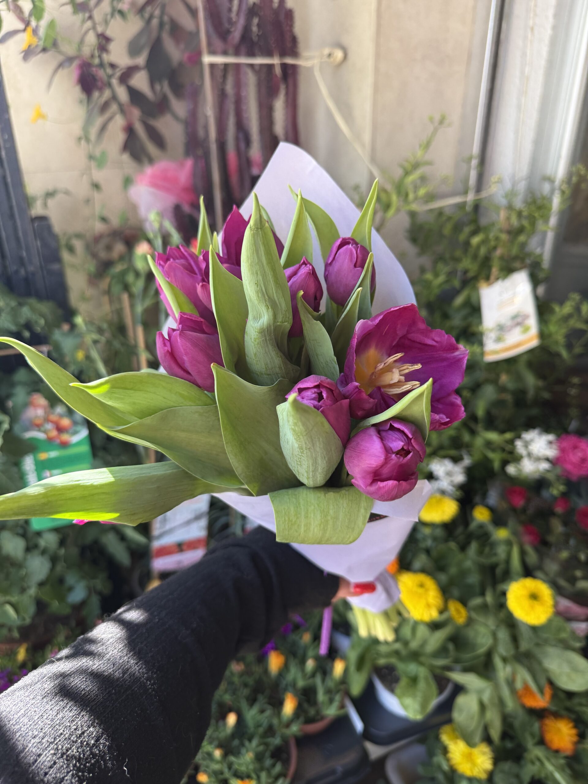 Pomo de tulipanes morado