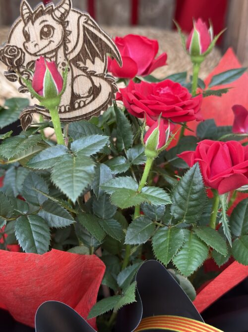 Rosal mini de Sant Jordi