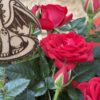 Rosal mini de Sant Jordi