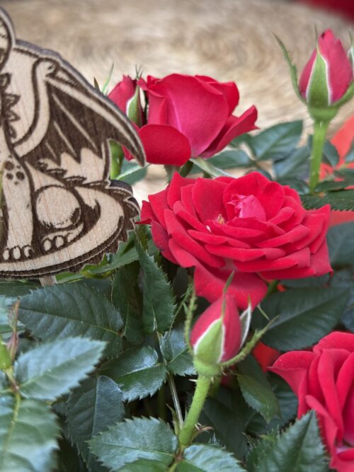 Rosal mini de Sant Jordi