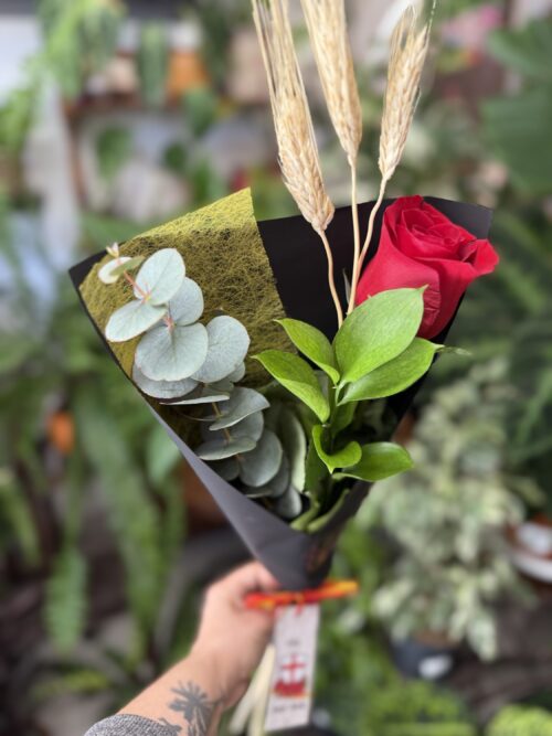 Rosa de Sant Jordi - La clásica