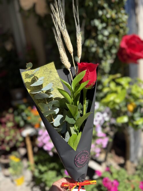 Rosa de Sant Jordi - La clásica